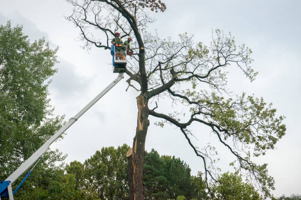 Best Tree Removal  in USA